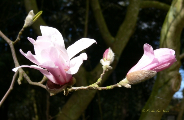 Bois des Moutiers (12) Avril 2012